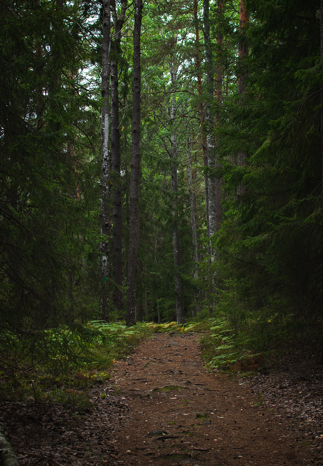 Dark forest trail