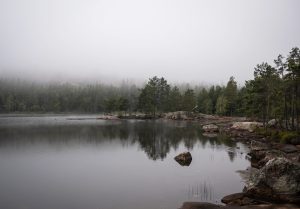 Fog over lake and trees