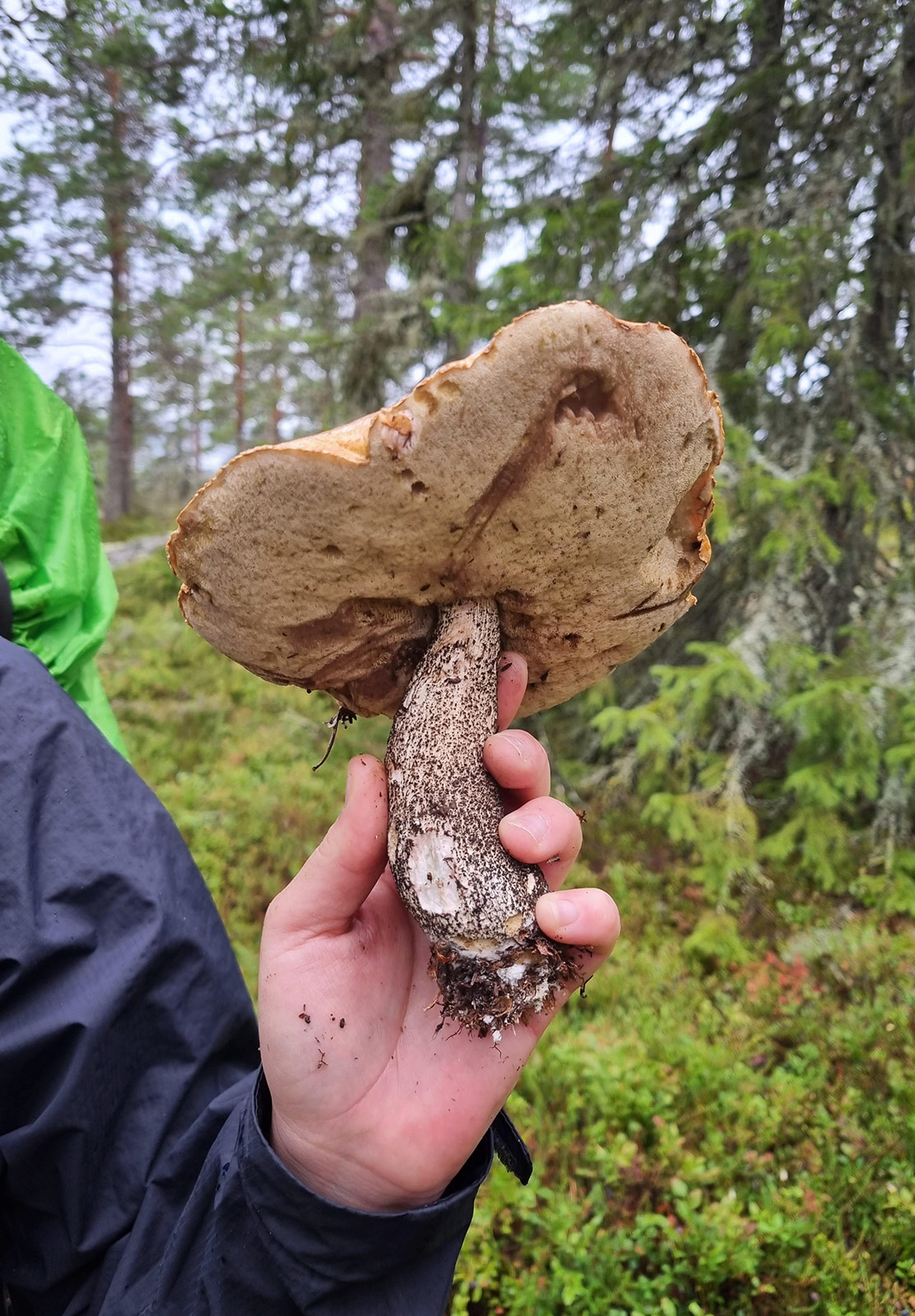 Hand holding big mushroom