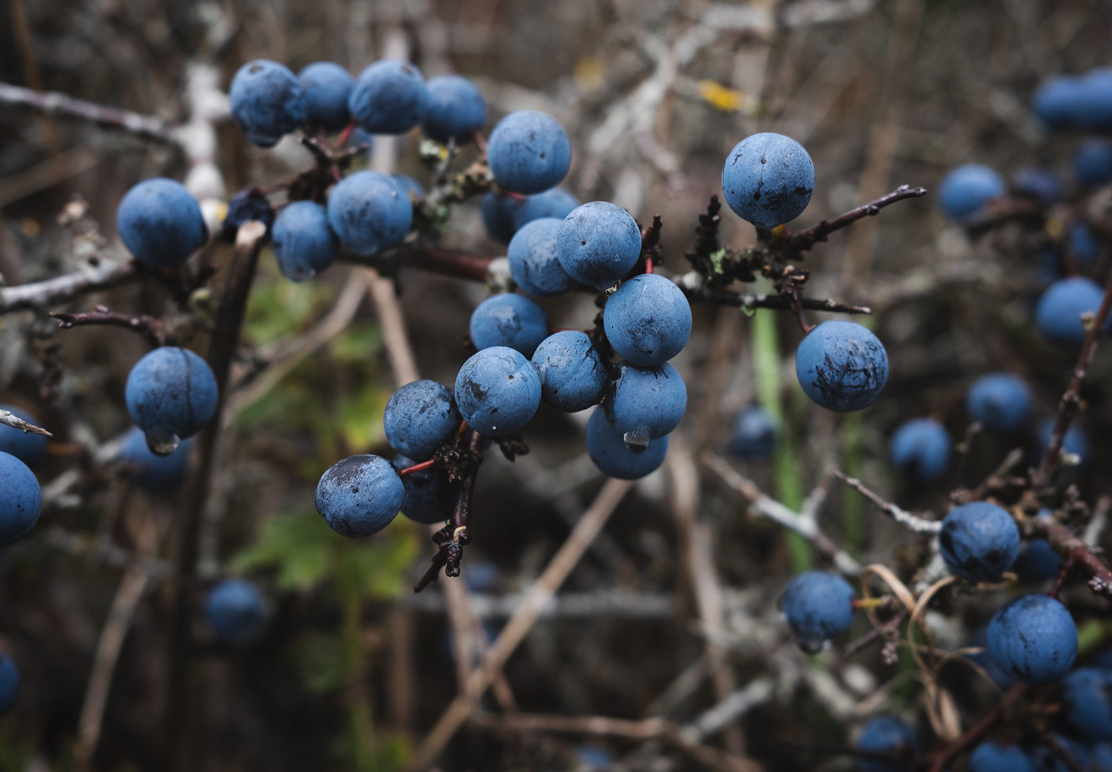 Bluey purple berries