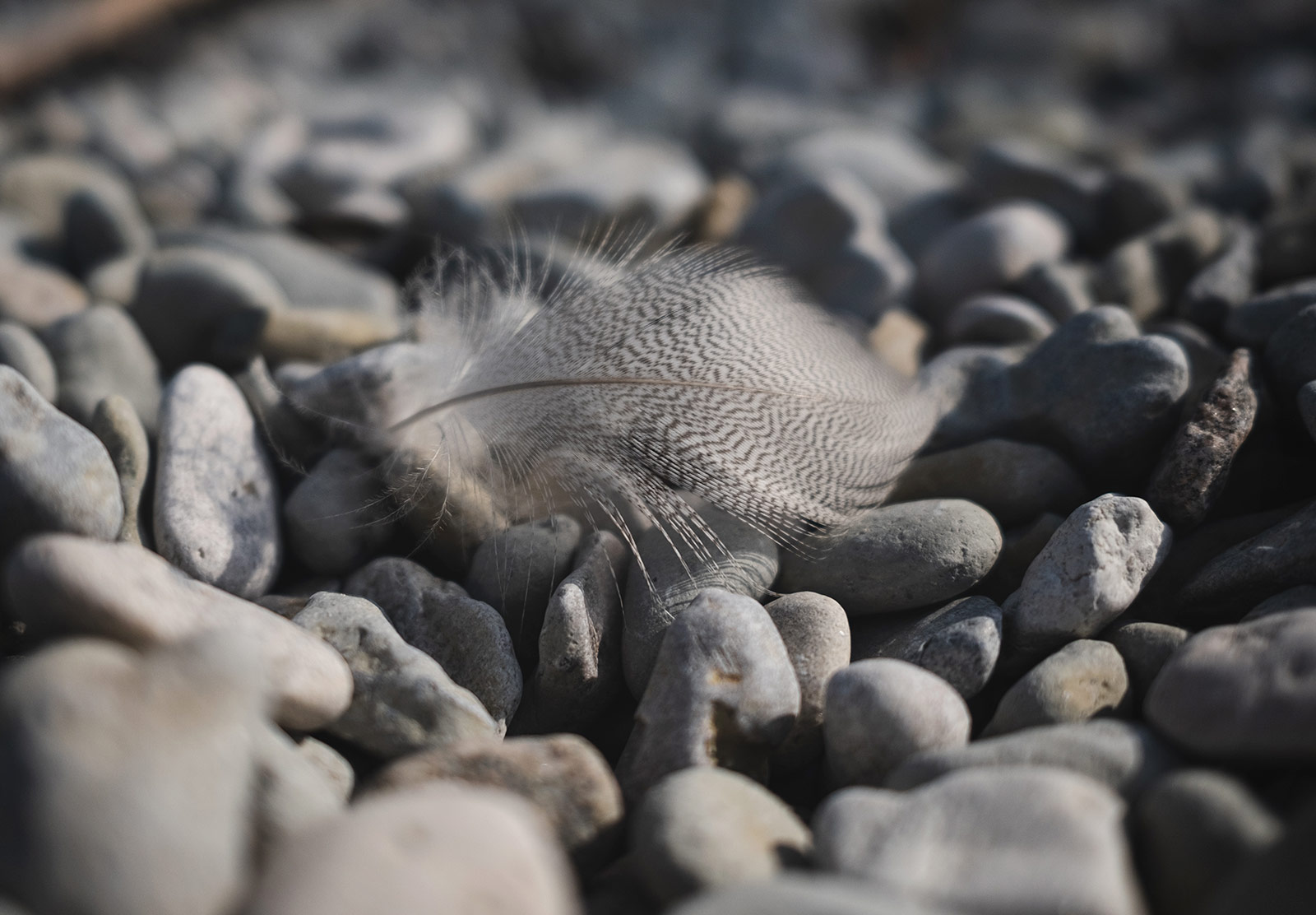 Speckled feather on pebbles