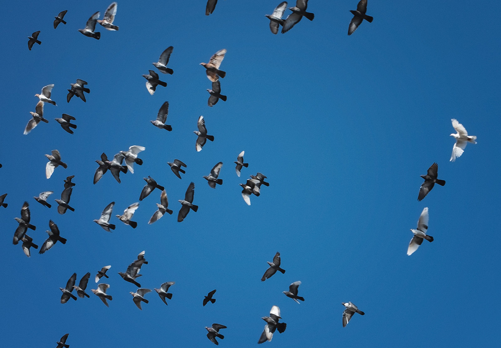 Birds against blue sky