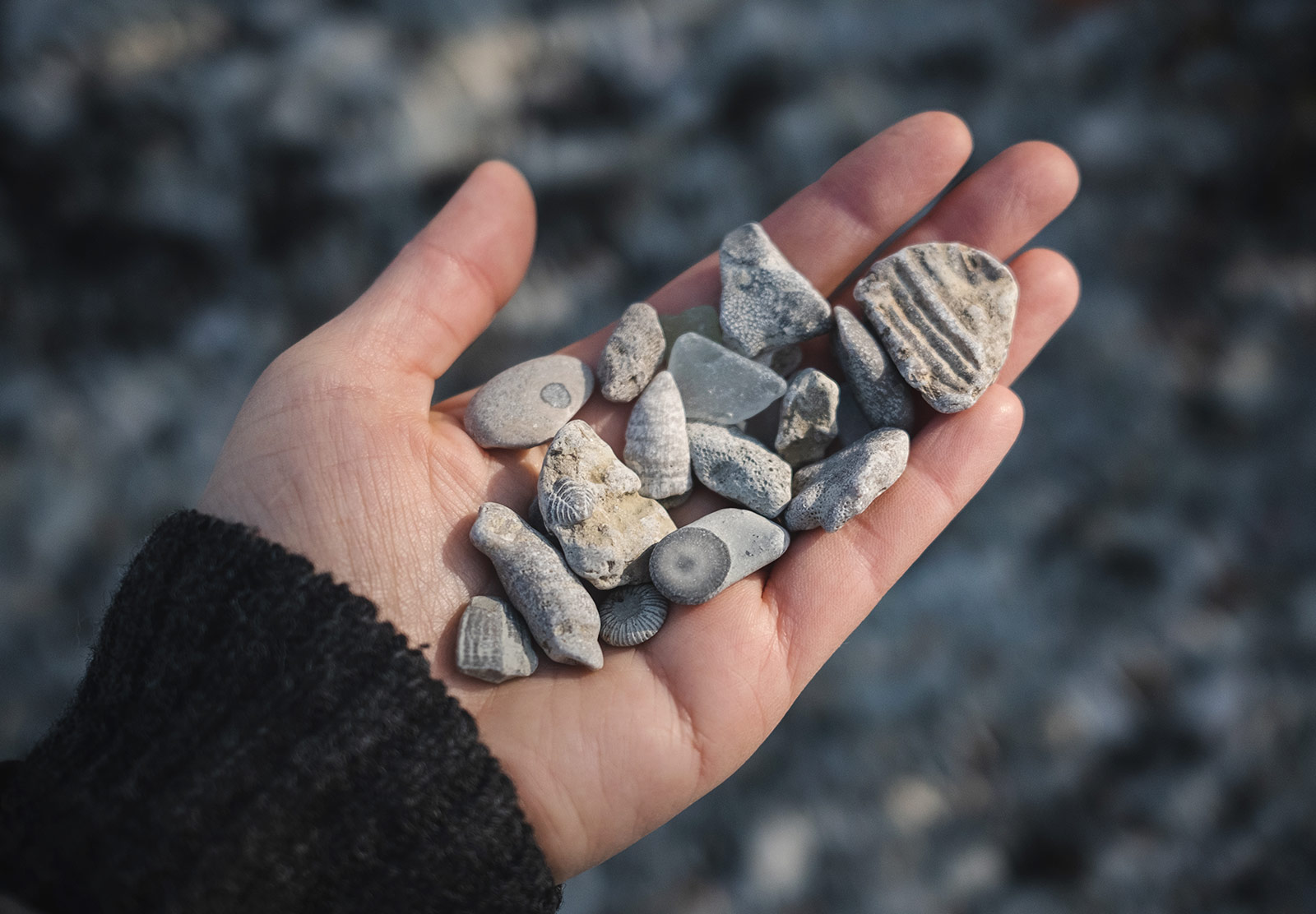 Handful of fossils