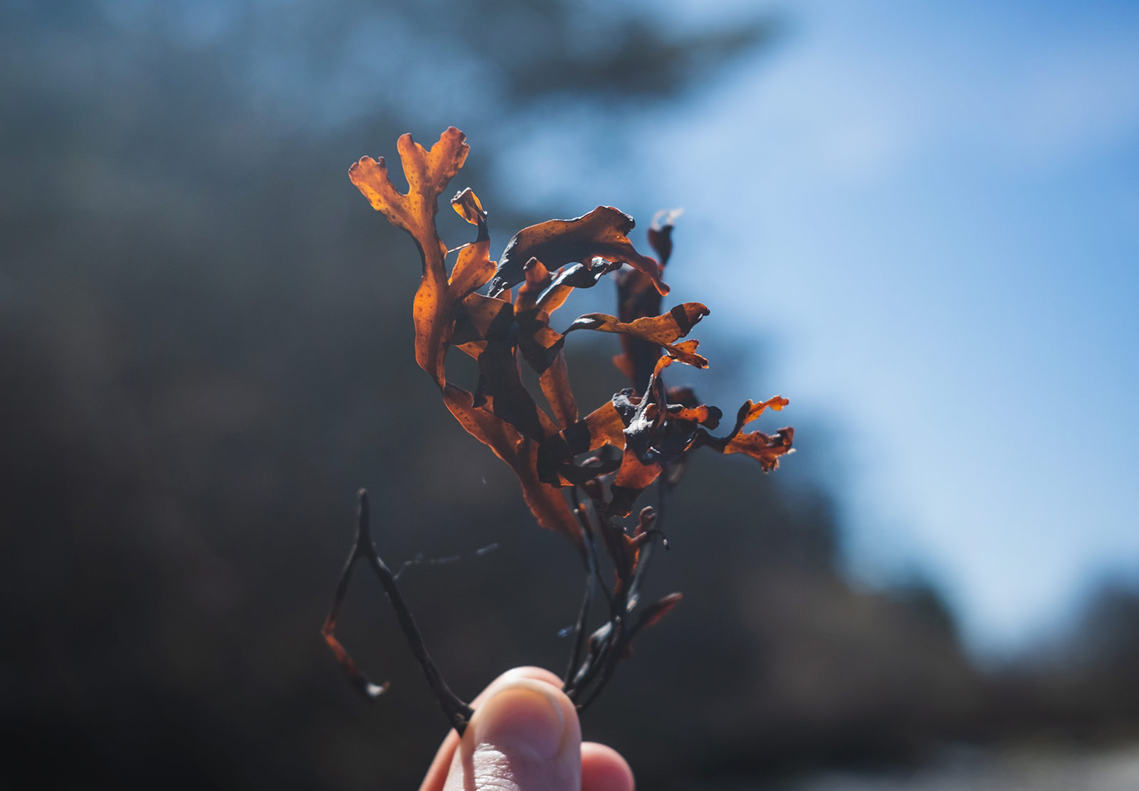 Sunlight on dried seaweed