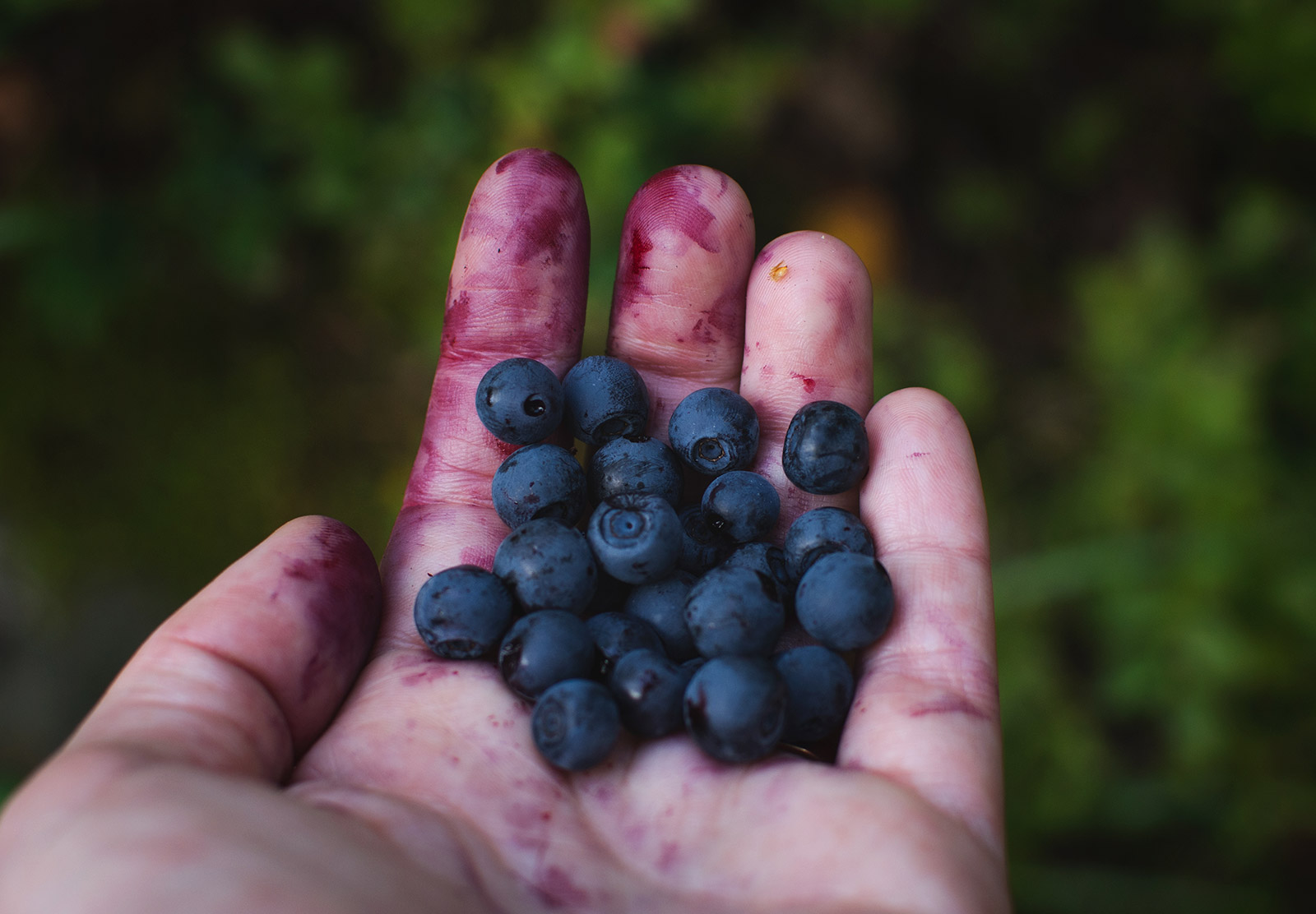 Blueberries in hand