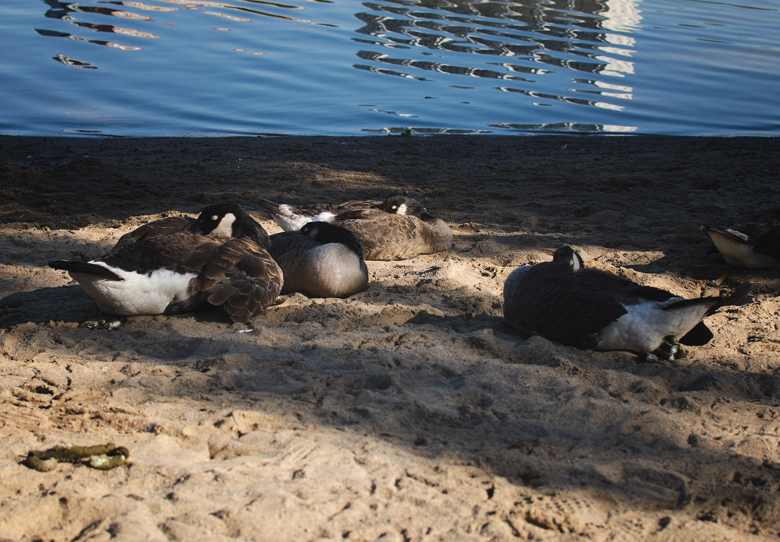 Sleeping geese
