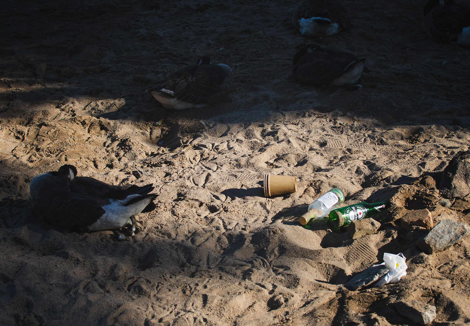 Litter and sleeping geese
